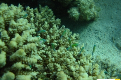 pomacentridaechromisviridisgruenerschwalbenschwanzbluegreen_puller20090418nakari_hausriff_suedweiss_saraxxx