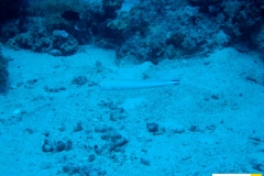 ptereleotridaeptereleotrisheteropteraschwanzfleck_torpedogrundelblacktail_goby20090423shab_nakariweiss_saraIMG_2483