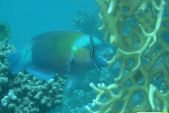 scaridaechlorurussordiduskugelkopfpapageifischdaisy_parrotfish20090419nakari_hausriff_suedfilzwieser_manuelxxx