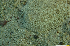 soleidaepardarchirusmarmoratusmoses_seezungemoses_sole20090418nakari_hausriff_suedweiss_saraxxx