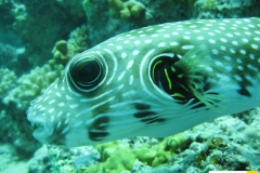 tetraodontidaearothronhispidusweissfleck_kugelfischwhitespotted_puffer20090419nakari_hausriff_nordweiss_saraxxx