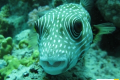 tetraodontidaearothronhispidusweissfleck_kugelfischwhitespotted_puffer20090419nakari_hausriff_nordweiss_saraxxx2
