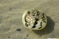tetraodontidaearothronhispidusweissfleck_kugelfishwhitespotted_puffer20090424abu_ghusunweiss_saraIMG_2592