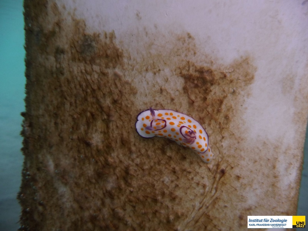 chromodorididaechromodorisannulataring_chromodorisringed_chromodoris20090420nakari_hausriff_nordschlosser_lydiaP1010595