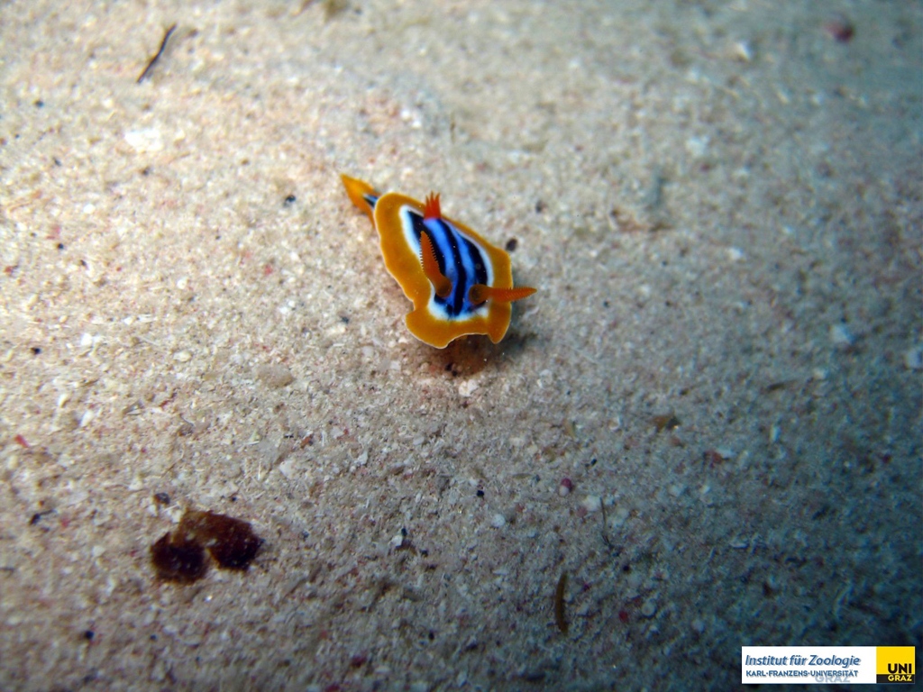 chromodorididaechromodorisquadricolorpyjama_chromodorispyjama_slug20090420nakari_hausriff_suedweiss_saraIMG_2135