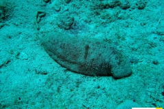 holothuridaebohadschiaspsandseegurkesand_sea_cucumber20090420nakari_hausriff_nordweiss_saraIMG_2191