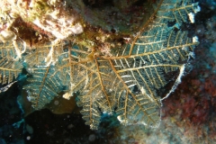 Hydrozoa