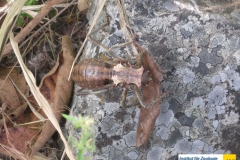 InsectaOrthopteraTettigoniidaeEnyaliopsisinflatusxxxxxx20100423Kalambo-fallsZambiaStrobl-Verena0001