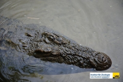 ReptiliaCrocodiliaCrocodylidaeCrocodylusniloticusNilkrokodilNile-Crocodile20100420Tobys-LodgeZambiaHelene-EderDSC_2843