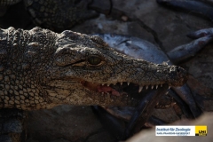 ReptiliaCrocodiliaCrocodylidaeCrocodylusniloticusNilkrokodilNile-Crocodile20100420Tobys-LodgeZambiaHelene-EderDSC_2916