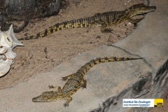 ReptiliaCrocodiliaCrocodylidaeCrocodylusniloticusNilkrokodilNile-Crocodile20100424Tobys-LodgeZambiaRudolf-Geistlinger89478