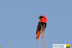 AvesPasseriformesPloceidaeEuplectesorixSouthern-red-BishopOryxweber20100402LiwondeNPMalawiRudolf-GeistlingerDSC_3333