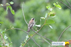 AvesPasseriformesPloceidaePlocepassermahaliWhite-browed-Sparrow-WeaverMahaliweber20100403LiwondeNPMalawiRudolf-GeistlingerDSC_3540