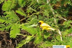 AvesPasseriformesPloceidaePloceusxanthopterusSouther-brown-throated-WeaverBraunkehlweber20100330CaiaMozambiqueRudolf-GeistlingerDSC_2830