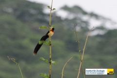 AvesPasseriformesViduidaeViduaobtusaBroad-tailed-Paradise-Whydah-20100403LiwondeNPMalawiRudolf-GeistlingerDSC_3567