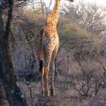 2016-Südafrika-01 - 14235830042014-08-18_Giraffe.jpg