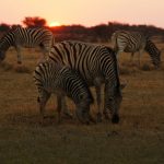 2016-Südafrika-01 - 14235830202014-08-18_Zebras.jpg
