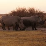 2016-Südafrika-01 - 14235830342014-08-18_Rhinos.jpg