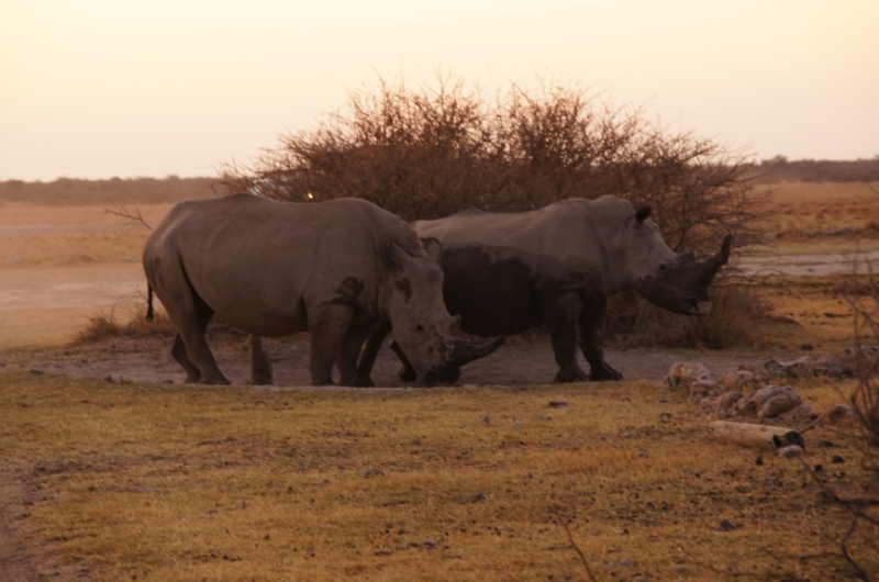 2016-Südafrika-01 - 14235830342014-08-18_Rhinos.jpg