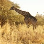 2016-Südafrika-01 - 14235839652014-08-23_Giraffe.jpg