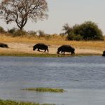 2016-Südafrika-01 - 14235839842014-08-23_Hippos.jpg